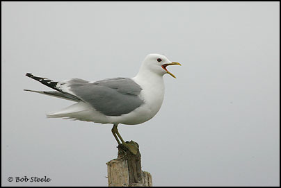 Mew Gull (Larus canus)