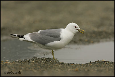Mew Gull (Larus canus)