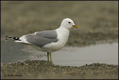 Mew Gull (Larus canus)