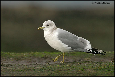 Mew Gull (Larus canus)