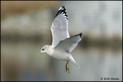 Mew Gull (Larus canus)