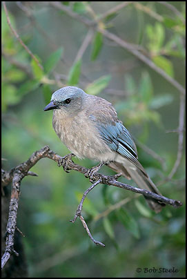 Mexican Jay (Aphelocoma ultramarina)