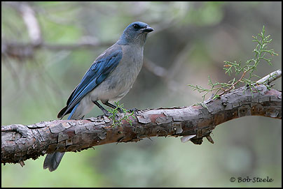 Mexican Jay (Aphelocoma ultramarina)