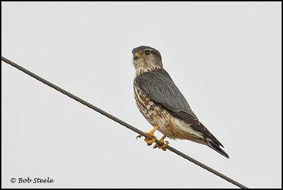 Merlin (Falco columbarius)