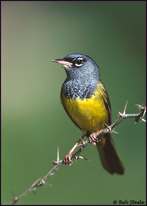 MacGillivray's Warbler (Oporornis tolmiei)
