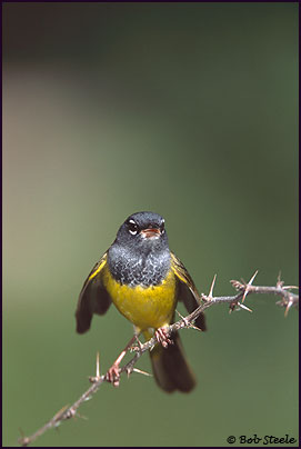 MacGillivray's Warbler (Oporornis tolmiei)