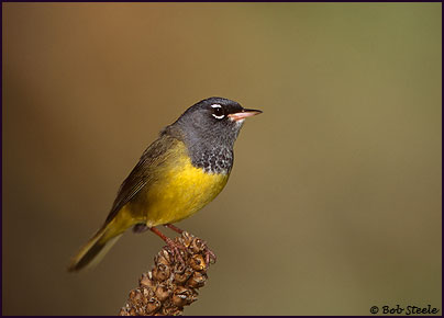 MacGillivray's Warbler (Oporornis tolmiei)