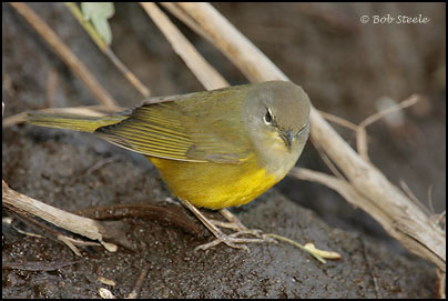MacGillivray's Warbler (Oporornis tolmiei)