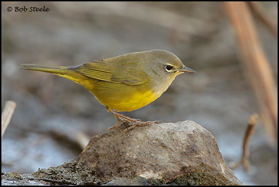 MacGillivray's Warbler (Oporornis tolmiei)