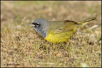 MacGillivray's Warbler (Oporornis tolmiei)