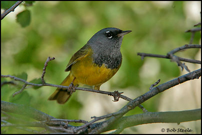 MacGillivray's Warbler (Oporornis tolmiei)