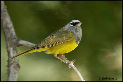 MacGillivray's Warbler (Oporornis tolmiei)