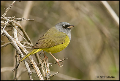 MacGillivray's Warbler (Oporornis tolmiei)
