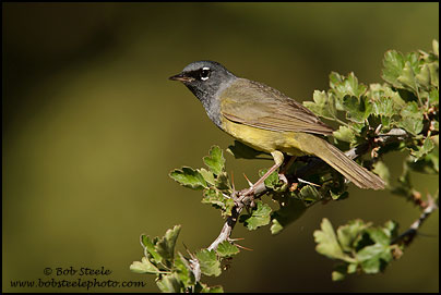 MacGillivray's Warbler (Oporornis tolmiei)