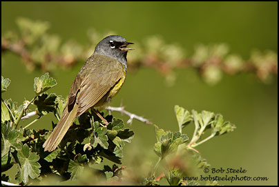 MacGillivray's Warbler (Oporornis tolmiei)