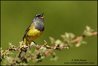 MacGillivray's Warbler (Oporornis tolmiei)