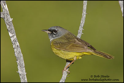 MacGillivray's Warbler (Oporornis tolmiei)