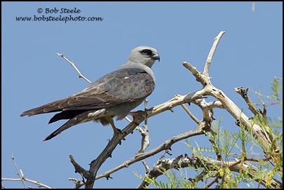 Mississippi Kite (Ictinia mississippiensis)