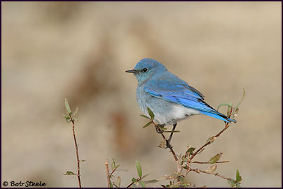 Mountain Bluebird (Sialia currucoides)