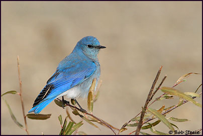Mountain Bluebird (Sialia currucoides)