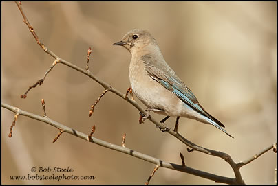 Mountain Bluebird (Sialia currucoides)