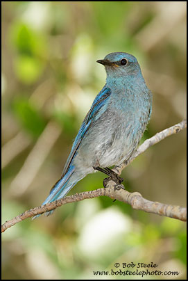 Mountain Bluebird (Sialia currucoides)