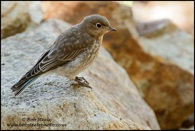 Mountain Bluebird (Sialia currucoides)