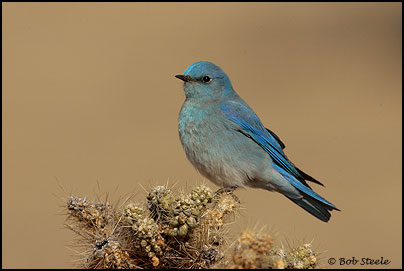 Mountain Bluebird (Sialia currucoides)