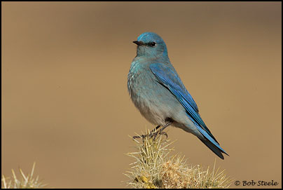 Mountain Bluebird (Sialia currucoides)