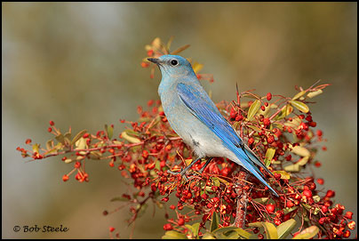 Mountain Bluebird (Sialia currucoides)