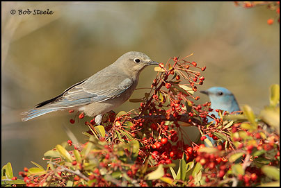 Mountain Bluebird (Sialia currucoides)