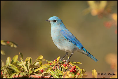 Mountain Bluebird (Sialia currucoides)