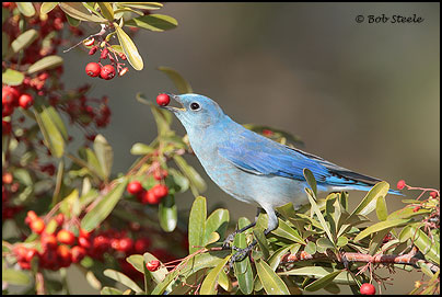 Mountain Bluebird (Sialia currucoides)