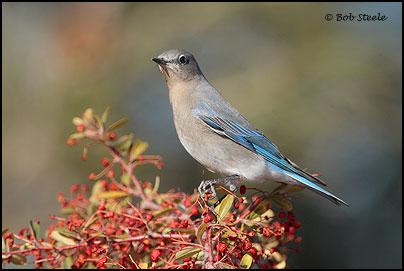 Mountain Bluebird (Sialia currucoides)