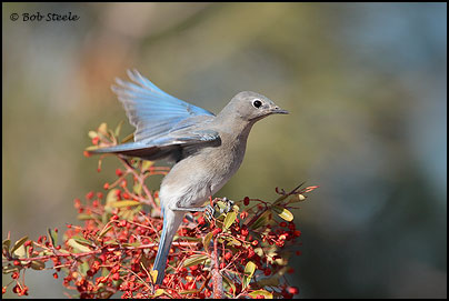 Mountain Bluebird (Sialia currucoides)