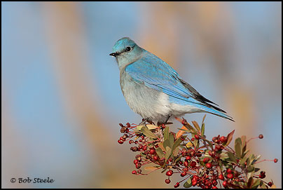 Mountain Bluebird (Sialia currucoides)