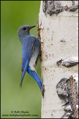 Mountain Bluebird (Sialia currucoides)
