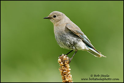 Mountain Bluebird (Sialia currucoides)
