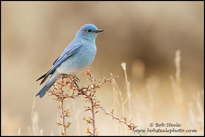 Mountain Bluebird (Sialia currucoides)