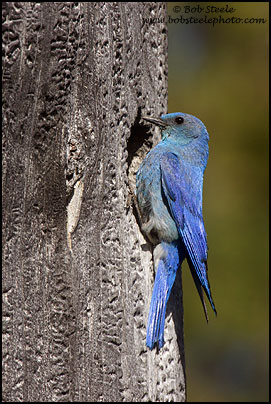 Mountain Bluebird (Sialia currucoides)