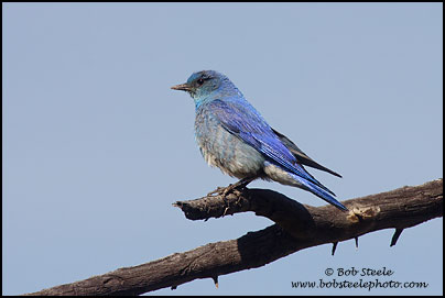 Mountain Bluebird (Sialia currucoides)