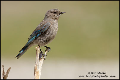 Mountain Bluebird (Sialia currucoides)