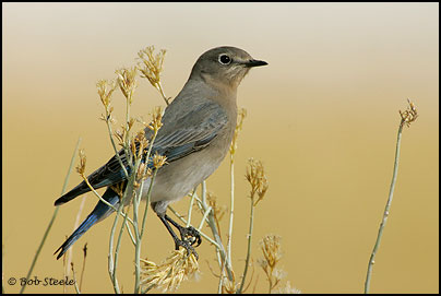 Mountain Bluebird (Sialia currucoides)