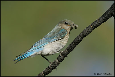 Mountain Bluebird (Sialia currucoides)
