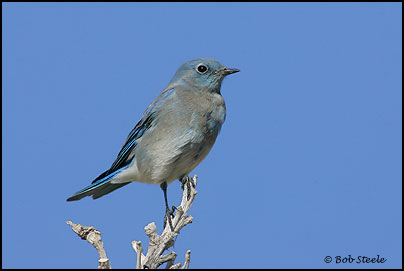 Mountain Bluebird (Sialia currucoides)