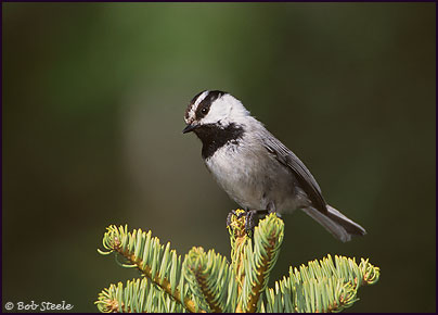 Mountain Chickadee (Poecile gambeli)