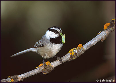 Mountain Chickadee (Poecile gambeli)