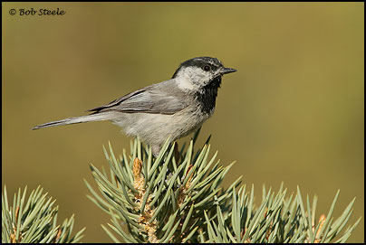 Mountain Chickadee (Poecile gambeli)