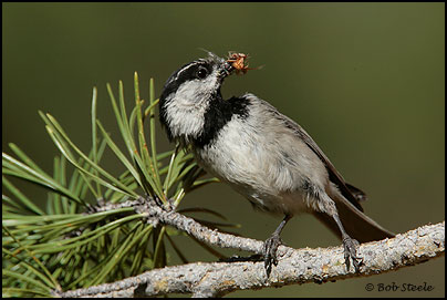 Mountain Chickadee (Poecile gambeli)