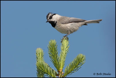 Mountain Chickadee (Poecile gambeli)